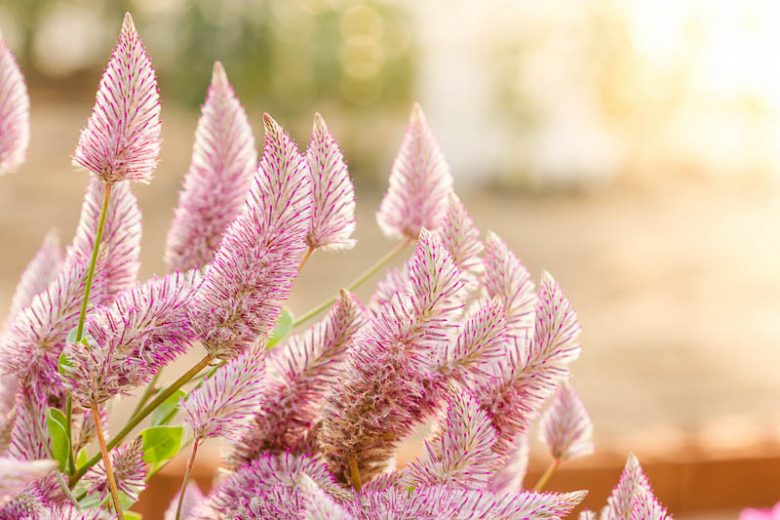 Ptilotus exaltatus 'Joey', Lambs-Tails 'Joey', Pink Mulla Mulla 'Joey', Pink Pussy Tails, Pink Flowers