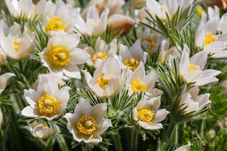 Pulsatilla alpina, Alpine Pasque Flower, Alpine Pasqueflower, Alpine Anemone, White Flowers, Drought tolerant perennials,