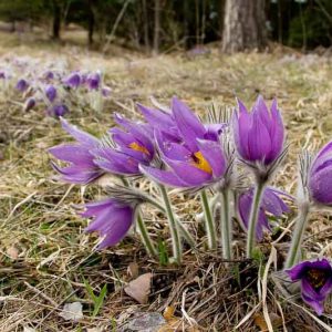 Pulsatilla halleri subsp. slavica, Slovak Pasque Flower, Slovak Pasqueflower, Purple perennial flowers, Purple Flowers