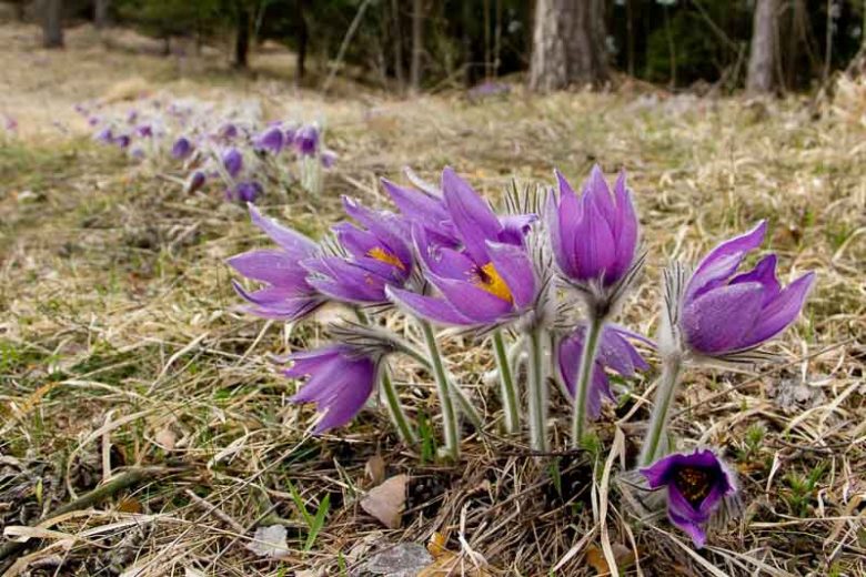 Pulsatilla halleri subsp. slavica, Slovak Pasque Flower, Slovak Pasqueflower, Purple perennial flowers, Purple Flowers
