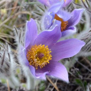 Pulsatilla halleri subsp. taurica, Crimean Pasque Flower, Crimean Pasqueflower, Purple perennial flowers, Purple Flowers