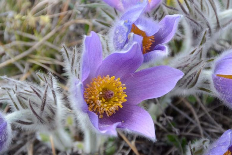 Pulsatilla halleri subsp. taurica, Crimean Pasque Flower, Crimean Pasqueflower, Purple perennial flowers, Purple Flowers