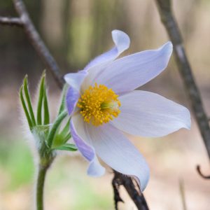Pulsatilla patens, Eastern Pasque Flower, Eastern Pasqueflower, Eastern Meadow Anemone, Eastern Prairie Smoke, Purple Flowers, Drought tolerant perennials,