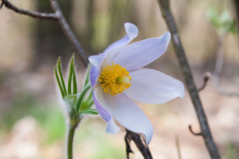 Pulsatilla patens, Eastern Pasque Flower, Eastern Pasqueflower, Eastern Meadow Anemone, Eastern Prairie Smoke, Purple Flowers, Drought tolerant perennials,