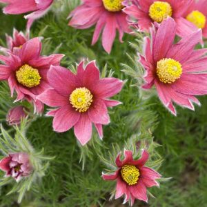 Pulsatilla rubra,Red Pasque Flower, Red Pasqueflower, Red Meadow Anemone, Red Prairie Smoke, Pulsatilla vulgaris var. rubra, Red Flowers, Drought tolerant perennials,