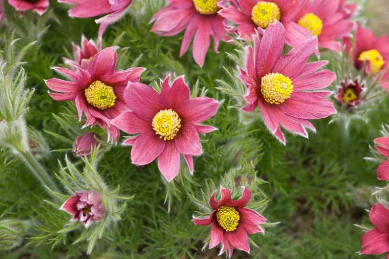 Pulsatilla rubra,Red Pasque Flower, Red Pasqueflower, Red Meadow Anemone, Red Prairie Smoke, Pulsatilla vulgaris var. rubra, Red Flowers, Drought tolerant perennials,