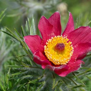 Pulsatilla vulgaris 'Rote Glocke', Pulsatilla vulgaris 'Red Bells', Pulsatilla vulgaris 'Red Cloak',Red Pasque Flower, Red Pasqueflower, Red Meadow Anemone, Red Prairie Smoke