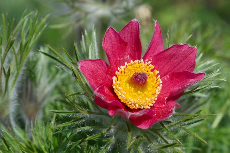 Pulsatilla vulgaris 'Rote Glocke', Pulsatilla vulgaris 'Red Bells', Pulsatilla vulgaris 'Red Cloak',Red Pasque Flower, Red Pasqueflower, Red Meadow Anemone, Red Prairie Smoke