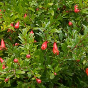 Punica granatum var. nana, Dwarf Pomegranate, Pomegranate nana, Carthaginian Apple nana, Granada nana, Red Flowers, Fruit Shrub