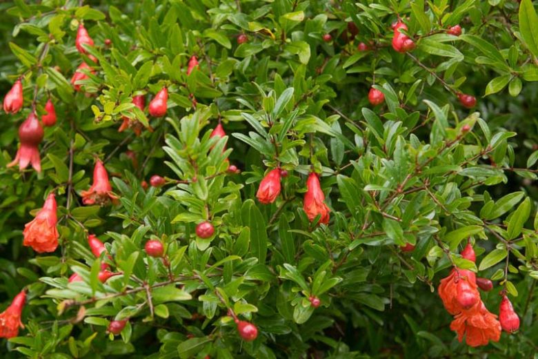 Punica granatum var. nana, Dwarf Pomegranate, Pomegranate nana, Carthaginian Apple nana, Granada nana, Red Flowers, Fruit Shrub