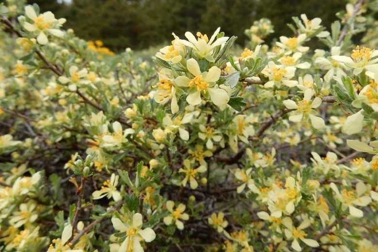 Purshia tridentata, Antelope Bitterbrush, Bitterbrush, Antelope Brush, Yellow Flowers