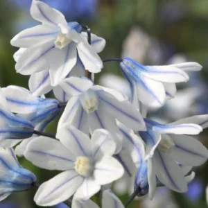 Striped Squill, Lebanon Squill, Puschkinia Libanotica, Puschkinia Scilloides, Bulbs that naturalize, early flowering bulbs