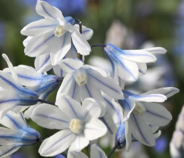 Striped Squill, Lebanon Squill, Puschkinia Libanotica, Puschkinia Scilloides, Bulbs that naturalize, early flowering bulbs