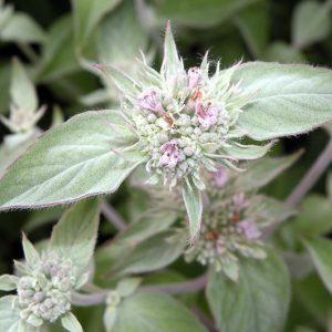 Pycnanthemum incanum, Mountain Mint, Hoary Mountain Mint, Silverleaf Mountain Mint
