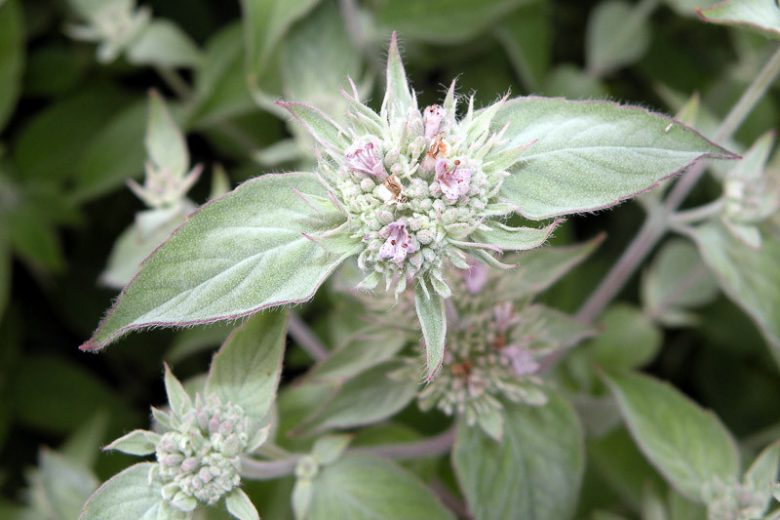 Pycnanthemum incanum, Mountain Mint, Hoary Mountain Mint, Silverleaf Mountain Mint