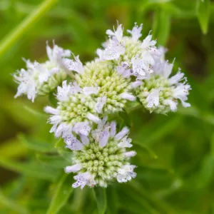 Pycnanthemum virginianum, Virginia Mountain Mint, Koellia virginiana, White flowers