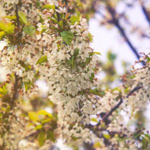 Pyrus nivalis, Snow Pear, Alpine pear, Snow tree, Pear Tree