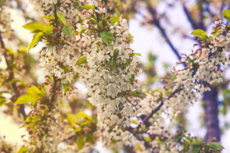 Pyrus nivalis, Snow Pear, Alpine pear, Snow tree, Pear Tree