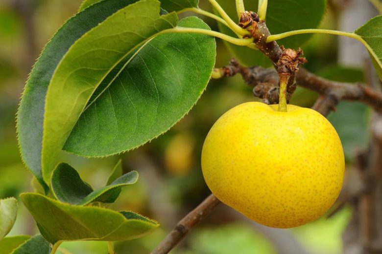Pyrus pyrifolia 'Nijisseiki',Pear 'Nijisseiki', Nijisseiki Asian Pear, Pyrus pyrifolia '20th Century', Twentieth Century Asian Pear, Yellow Pear, White Flowers