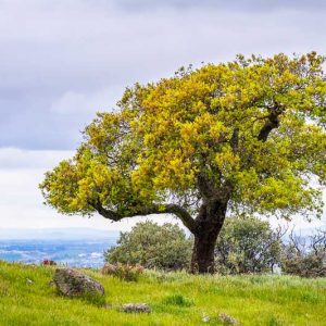 Quercus agrifolia, California Live Oak, Coast Live Oak, Encino Verde
