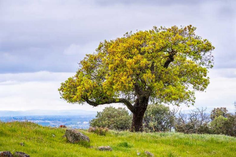 Quercus agrifolia, California Live Oak, Coast Live Oak, Encino Verde