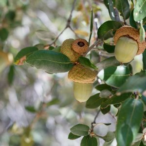 Quercus chrysolepis, Canyon Live Oak, Maul Oak, Golden-Cup Oak, Evergreen Oak, California Native Plant, California Native Shrub, California Native Tree