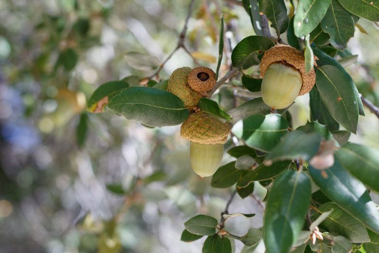 Quercus chrysolepis, Canyon Live Oak, Maul Oak, Golden-Cup Oak, Evergreen Oak, California Native Plant, California Native Shrub, California Native Tree