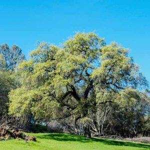Quercus douglasii, Blue Oak, Iron Oak, Mountain Oak, Tree with fall color, Fall color, Attractive bark Tree, California Native Tree