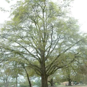 Quercus hemisphaerica, Coast Laurel Oak, Darlington Oak, Laurel Oak, Sand Laurel Oak, Upland Laurel Oak, Tree with fall color, Fall color, Attractive bark Tree