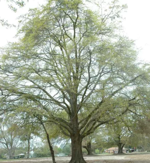 Quercus hemisphaerica, Coast Laurel Oak, Darlington Oak, Laurel Oak, Sand Laurel Oak, Upland Laurel Oak, Tree with fall color, Fall color, Attractive bark Tree