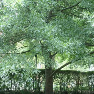Quercus laurifolia, Laurel Oak, Swamp Laurel Oak, Darlington Oak, Diamond-leaf Oak, Laurel-leaf Oak, Water Oak, Obtusa Oak, Quercus obtusa, Evergreen Oak,