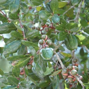 Quercus myrtifolia, Myrtle Oak, Evergreen Oak, Native Evergreen Tree, Native Florida Tree, Native Florida Oak