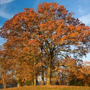 Quercus stellata, Post Oak, Iron Oak, Post White Oak, Tree with fall color, Fall color, Attractive bark Tree