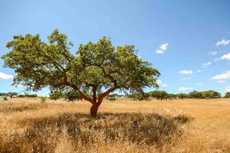 Quercus suber, Cork Oak