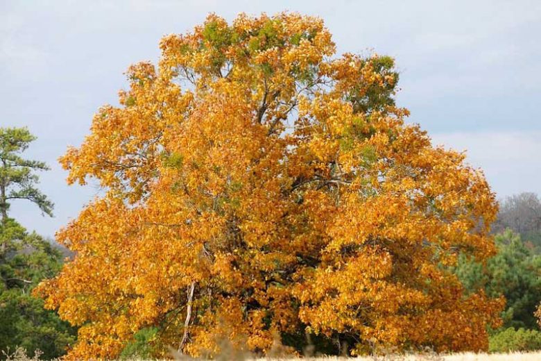 Quercus velutina, Black Oak, Quercitron Oak, Yellow Oak, Smoothbark Oak, Yellowbark Oak, Tree with fall color, Fall color, Attractive bark Tree