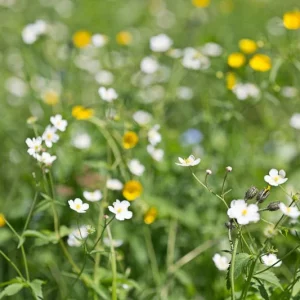 Ranunculus aconitifolius, Fair Maids of France, Aconite Buttercup, Aconite-Leaved Buttercup, Mountain Crowfoot, Fair Maids of Kent, White Flowers