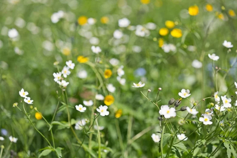 Ranunculus aconitifolius, Fair Maids of France, Aconite Buttercup, Aconite-Leaved Buttercup, Mountain Crowfoot, Fair Maids of Kent, White Flowers