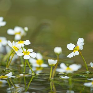 Ranunculus aquatilis, White Water Crowfoot, White Water-Crowfoot, Water Buttercup, Batrachium aquatile, Aquatic Plants, Submerged Aquatic Plants, Pond Plants