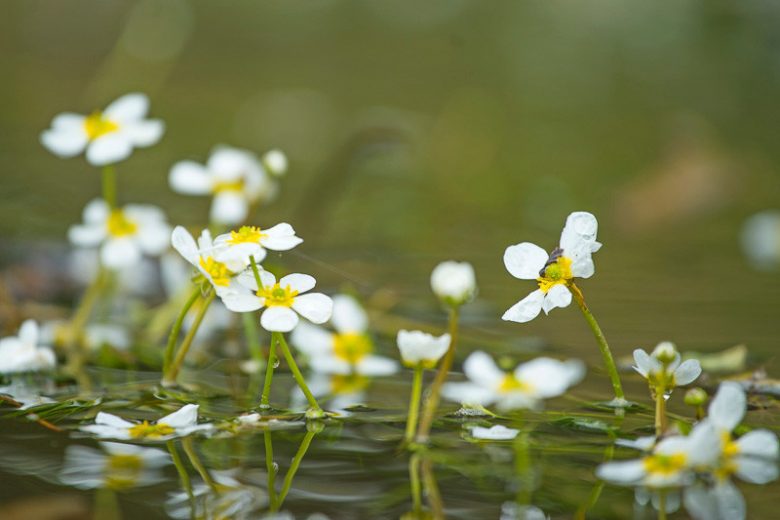 Ranunculus aquatilis, White Water Crowfoot, White Water-Crowfoot, Water Buttercup, Batrachium aquatile, Aquatic Plants, Submerged Aquatic Plants, Pond Plants