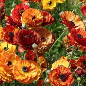 Persian buttercup Tecolote Café, Ranunculus Asiaticus Tecolote Café, Turban Buttercup Tecolote Café, Persian Crowfoot Tecolote Café, spring flowering bulb, fall flowering bulb, Orange flowers, Orange Ranunculus