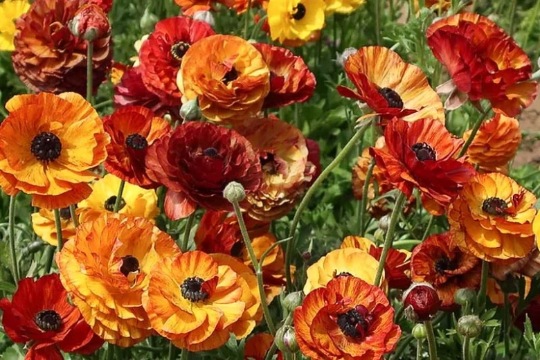 Persian buttercup Tecolote Café, Ranunculus Asiaticus Tecolote Café, Turban Buttercup Tecolote Café, Persian Crowfoot Tecolote Café, spring flowering bulb, fall flowering bulb, Orange flowers, Orange Ranunculus