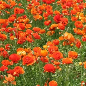 Persian buttercup Tecolote Sunset, Ranunculus Asiaticus Tecolote Sunset, Turban Buttercup Tecolote Sunset, Persian Crowfoot Tecolote Sunset, spring flowering bulb, fall flowering bulb, Orange flowers, Orange Ranunculus