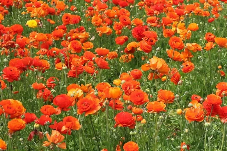 Persian buttercup Tecolote Sunset, Ranunculus Asiaticus Tecolote Sunset, Turban Buttercup Tecolote Sunset, Persian Crowfoot Tecolote Sunset, spring flowering bulb, fall flowering bulb, Orange flowers, Orange Ranunculus