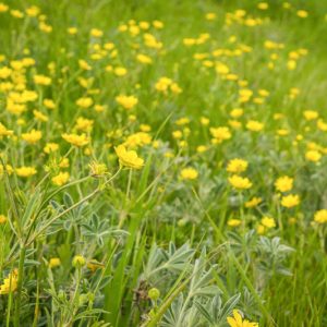 Ranunculus californicus, California Buttercup, Yellow Flowers, California Native Plants, Oregon Native Plants
