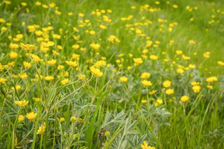 Ranunculus californicus, California Buttercup, Yellow Flowers, California Native Plants, Oregon Native Plants
