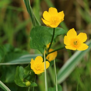 Ranunculus flammula, Lesser Spearwort, Miniature Spearwort, Creeping Spearwort, Tongue Buttercup, Yellow Flowers, Marginal Aquatics, Pond Plants, Aquatic Plants