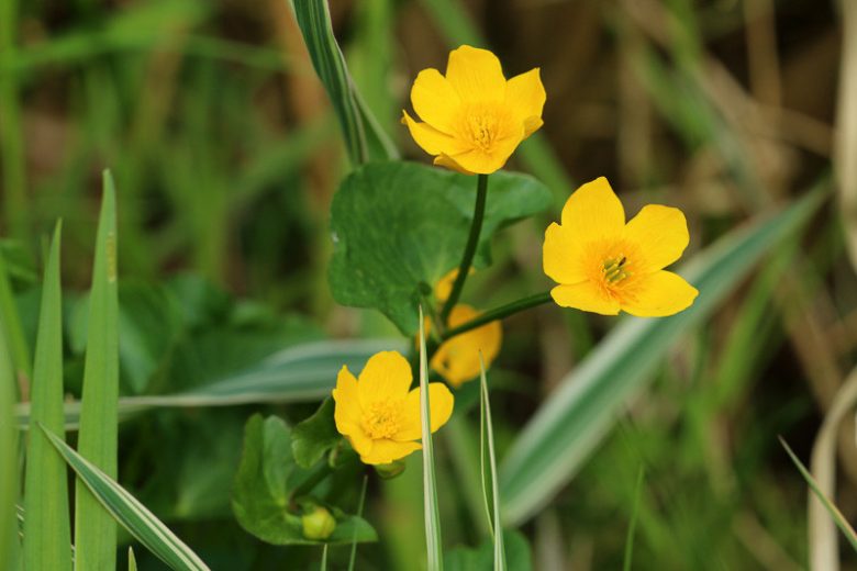 Ranunculus flammula, Lesser Spearwort, Miniature Spearwort, Creeping Spearwort, Tongue Buttercup, Yellow Flowers, Marginal Aquatics, Pond Plants, Aquatic Plants