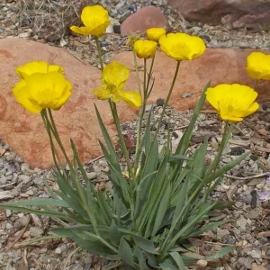Ranunculus gramineus, Grass-Leaved Buttercup, Grass Buttercup, Grassy Buttercup, Mountain Buttercup, Yellow Flowers