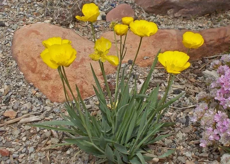 Ranunculus gramineus, Grass-Leaved Buttercup, Grass Buttercup, Grassy Buttercup, Mountain Buttercup, Yellow Flowers