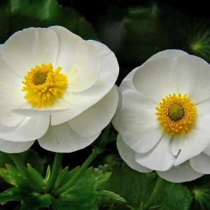 Ranunculus lyallii, Giant Buttercup, Mountain Buttercup, Mount Cook Buttercup, Mount Cook Lily, White Flowers, New Zealand Native